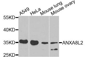 Western blot analysis of extracts of various cell lines, using ANXA8L2 antibody (ABIN5975720) at 1/1000 dilution. (ANXA8L2 anticorps)