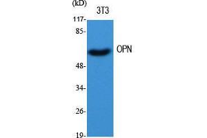 Western Blot (WB) analysis of specific cells using OPN Polyclonal Antibody. (Osteopontin anticorps  (C-Term))