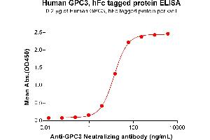 Glypican 3 (GPC3) protein (Fc Tag)