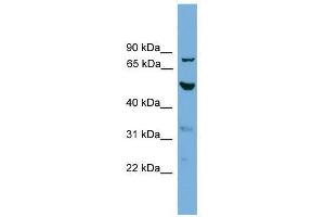 TUBA8 antibody used at 0. (TUBA8 anticorps  (N-Term))