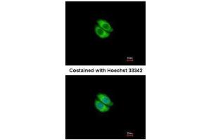 ICC/IF Image Immunofluorescence analysis of methanol-fixed A549, using Syntrophin alpha 1, antibody at 1:500 dilution. (SNTA1 anticorps)
