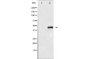 Western blot analysis of SEK1/MKK4 phosphorylation expression in NIH-3T3 whole cell lysates,The lane on the left is treated with the antigen-specific peptide.