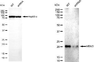 Western blotting analysis using HRAS antibody (ABIN7799001). (HRAS anticorps)