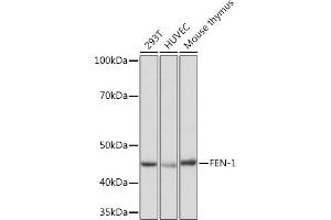 Western blot analysis of extracts of various cell lines, using FEN-1 Rabbit mAb (ABIN7267215) at 1:1000 dilution. (FEN1 anticorps)