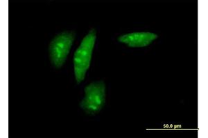 Immunofluorescence of purified MaxPab antibody to SRPK2 on HeLa cell. (SRPK2 anticorps  (AA 1-699))