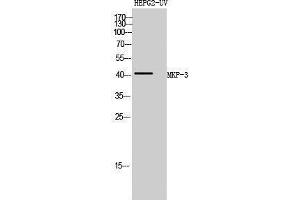 Western Blotting (WB) image for anti-Dual Specificity Phosphatase 6 (DUSP6) (Internal Region) antibody (ABIN3185576) (DUSP6 anticorps  (Internal Region))