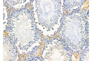 ABIN6256907 and ABIN6274858 at 1/100 staining Rat testis tissue by IHC-P. (Apolipoprotein L 4 anticorps)