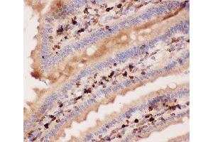IHC-P: ANG2 antibody testing of mouse intestine tissue (ANG2 anticorps  (AA 19-348))
