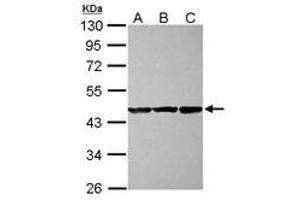 CBWD1 anticorps  (AA 131-395)