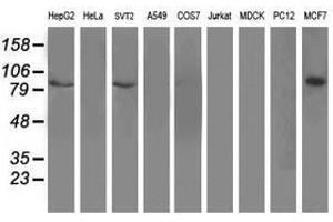 Image no. 2 for anti-Dipeptidyl-Peptidase 3 (DPP3) antibody (ABIN1497831) (DPP3 anticorps)