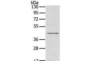 Western Blot analysis of Raji cell using RASSF7 Polyclonal Antibody at dilution of 1:800 (RASSF7 anticorps)