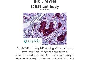 Image no. 2 for anti-Myosin 9 (MYH9) antibody (ABIN1723793) (Myosin 9 anticorps)
