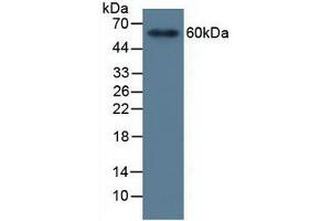 Figure. (MMP19 anticorps  (AA 98-508))