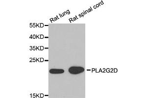 Western blot analysis of extracts of various cell lines, using PLA2G2D antibody (ABIN5974308) at 1/1000 dilution. (PLA2G2D anticorps)