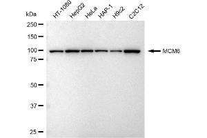 Western blotting analysis using MCM6 antibody (ABIN7799421). (Recombinant MCM6 anticorps)