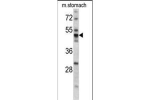 Western blot analysis of PDIA6 antibody (Center ) (ABIN390608 and ABIN2840920) in mouse stomach tissue lysates (35 μg/lane). (PDIA6 anticorps  (AA 144-172))