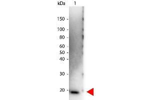 Western Blot of Peroxidase conjugated Rabbit anti-Human IL-6 antibody. (IL-6 anticorps  (HRP))