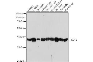 Western blot analysis of extracts of various cell lines, using GOT2 antibody (ABIN7267427) at 1:1000 dilution. (GOT2 anticorps)
