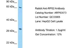Western Blotting (WB) image for anti-Ribosomal Protein S2 (RPS2) (N-Term) antibody (ABIN2789550) (RPS2 anticorps  (N-Term))