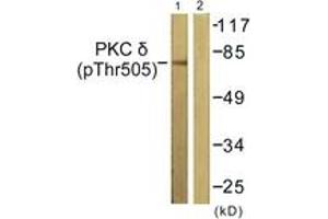 Western blot analysis of extracts from NIH-3T3 cells treated with UV 15', using PKC delta (Phospho-Thr505) Antibody. (PKC delta anticorps  (pThr507))