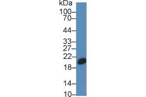 Western Blot; Sample: Porcine Liver lysate; Primary Ab: 1µg/ml Rabbit Anti-Human CNPY2 Antibody Second Ab: 0. (CNPY2/MSAP anticorps  (AA 21-182))