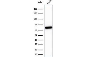 Western Blot analysis of HeLa cell lysate using HSP60-Monospecific Mouse Monoclonal Antibody (HSPD1/780) (HSPD1 anticorps)
