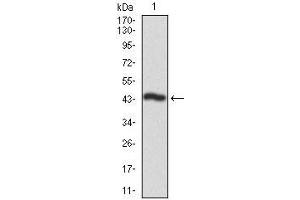 Western blot analysis using CSNK2A2 mAb against human CSNK2A2 recombinant protein.