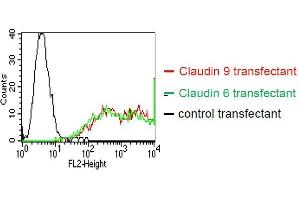 . BOSC23 cells were transiently transfected with an expression vector encoding either Claudin 9 (red curve), Claudin 6 (green curve) or an irrelevant protein (control transfectant). Binding of YD-9H8 was detected with a PE conjugated secondary antibody. A positive signal was obtained with Claudin 9 and Claudin 6 transfected cells. (Claudin 6/9 anticorps)