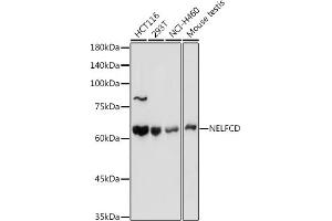 Western blot analysis of extracts of various cell lines, using NELFCD antibody (ABIN1683024, ABIN3019182, ABIN3019183 and ABIN6220747) at 1:1000 dilution. (TH1-Like anticorps  (AA 355-599))