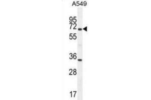 Western Blotting (WB) image for anti-Clusterin (CLU) antibody (ABIN2995931) (Clusterin anticorps)