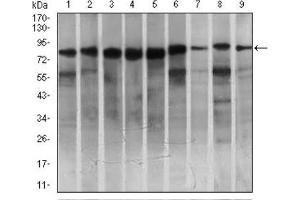 Western blot analysis using MARK3 antibody against HeLa (1), SK-N-SH (2), K562 (3), HCT116 (4), HEK293 (5), 3T3L1 (6), NIH3T3 (7), Jurkat (8), and A431 (9) cell lysate. (MARK3 anticorps  (AA 435-658))