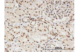 Immunoperoxidase of monoclonal antibody to LMNB1 on formalin-fixed paraffin-embedded human kidney.