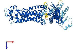 AlphaFold protein structure predicition of Human Recombinant NOX3 Protein, UniprotID Q9HBY0