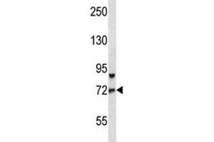 FOXO3 antibody western blot analysis in CEM lysate.