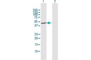 Western Blot analysis of FBXO28 expression in transfected 293T cell line by FBXO28 MaxPab polyclonal antibody. (FBXO28 anticorps  (AA 1-368))