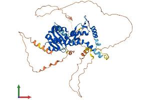 AlphaFold protein structure predicition of Human Recombinant EXD1 Protein, UniprotID Q8NHP7