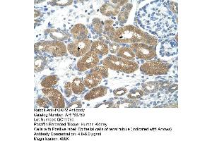 Rabbit Anti-FOXP2 Antibody  Paraffin Embedded Tissue: Human Kidney  Cellular Data: Epithelial cells of renal tubule Antibody Concentration: 4. (FOXP2 anticorps  (N-Term))