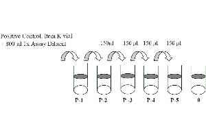 This picture shows the preparation of the positive control. (EGFR Kit ELISA)