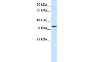Western Blotting (WB) image for anti-Double Homeobox B-Like 1 (DUXBL1) antibody (ABIN2461558) (DUXBL1 anticorps)