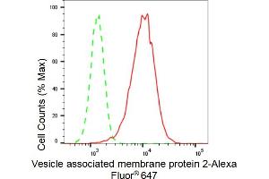 Flow cytometric analysis of Vesicle associated membrane protein 2 expression in HepG2 cells using Vesicle associated membrane protein 2 antibody (ABIN7800830), 1:2,000). (Recombinant VAMP2 anticorps)
