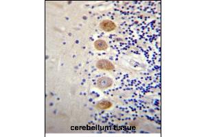 G Antibody (Center) (ABIN656514 and ABIN2845785) immunohistochemistry analysis in formalin fixed and paraffin embedded human cerebellum tissue followed by peroxidase conjugation of the secondary antibody and DAB staining.