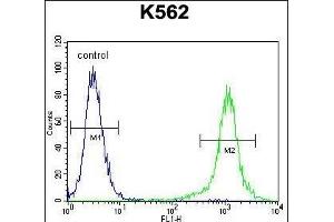 HBB Antibody (C-term)  flow cytometric analysis of K562 cells (right histogram) compared to a negative control cell (left histogram). (Hemoglobin Subunit beta anticorps  (C-Term))