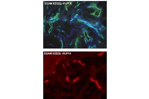 Immunofluorescence staining of vascular endothelial cells from human foreskin (cryo-section of unfixed tissue) using anti-human ESAM Antibody Cat,. (ESAM anticorps  (AA 30-248))