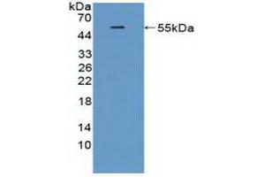 Figure. (TREM2 anticorps  (AA 1-228))