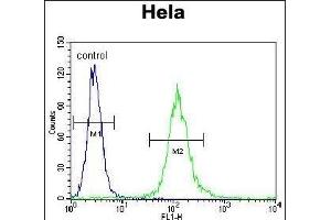 CYC1 Antibody (C-term) (ABIN655608 and ABIN2845091) flow cytometric analysis of Hela cells (right histogram) compared to a negative control cell (left histogram). (Cytochrome C1 anticorps  (C-Term))