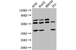 Western Blot Positive WB detected in: A549 whole cell lysate, HepG2 whole cell lysate, HEK293 whole cell lysate, PC-3 whole cell lysate All lanes: TAF1A antibody at 2. (TAF1A anticorps  (AA 251-325))