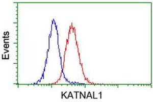 Image no. 3 for anti-Katanin P60 Subunit A-Like 1 (KATNAL1) antibody (ABIN1498984) (KATNAL1 anticorps)