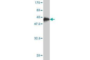 Western Blot detection against Immunogen (51. (STX8 anticorps  (AA 1-236))