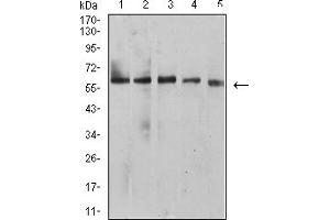 Western blot analysis using BTN1A1 mouse mAb against HepG2 (1), MCF-7 (2), SK-BR-3 (3), NIH/3T3 (4), and C6 (5) cell lysate.