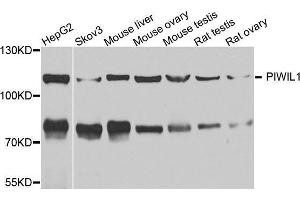 Western blot analysis of extracts of various cell lines, using MIWI antibody. (PIWIL1 anticorps)